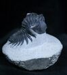 Arched Coltraneia Trilobite - Awesome Eyes #1598-2